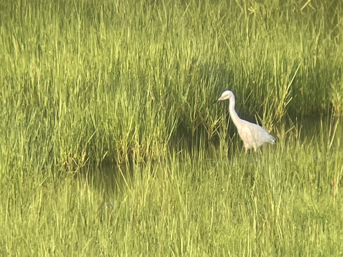 Little Blue Heron - Seth Buddy