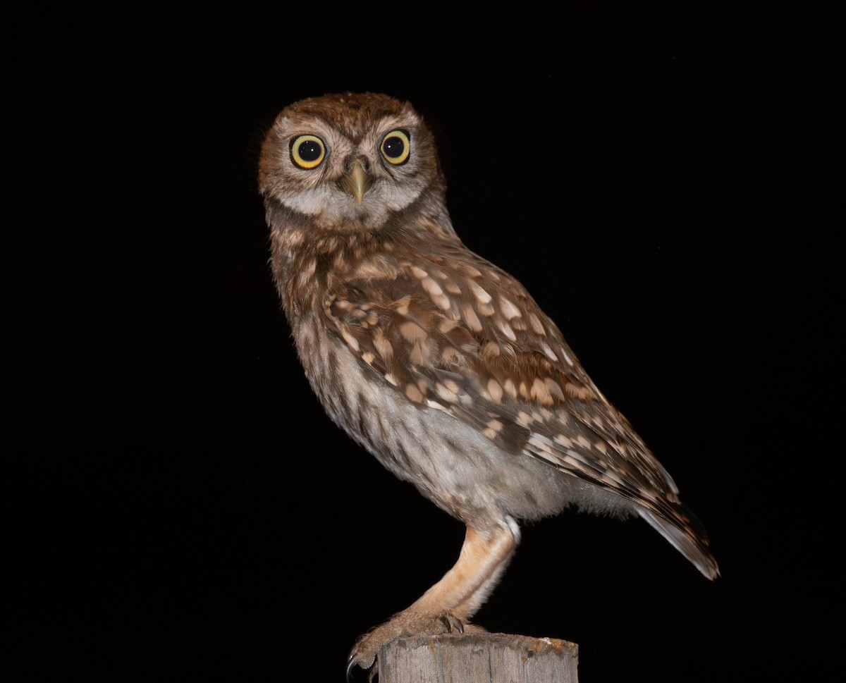 Little Owl - ML621540932