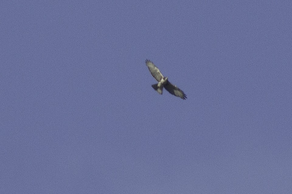 Short-tailed Hawk - ML621540939