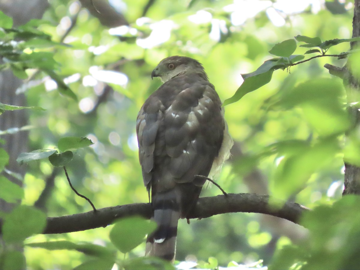 Cooper's Hawk - ML621540959