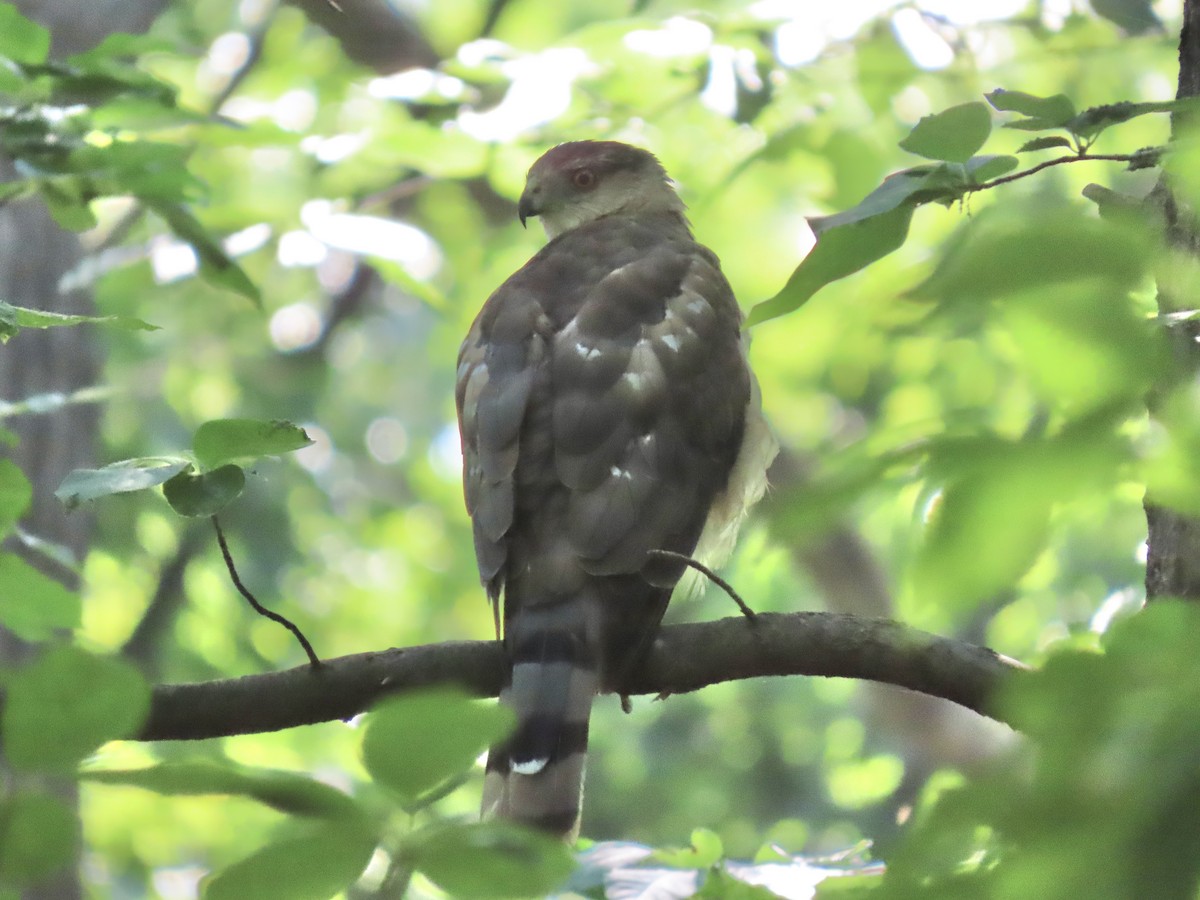 Cooper's Hawk - ML621540960