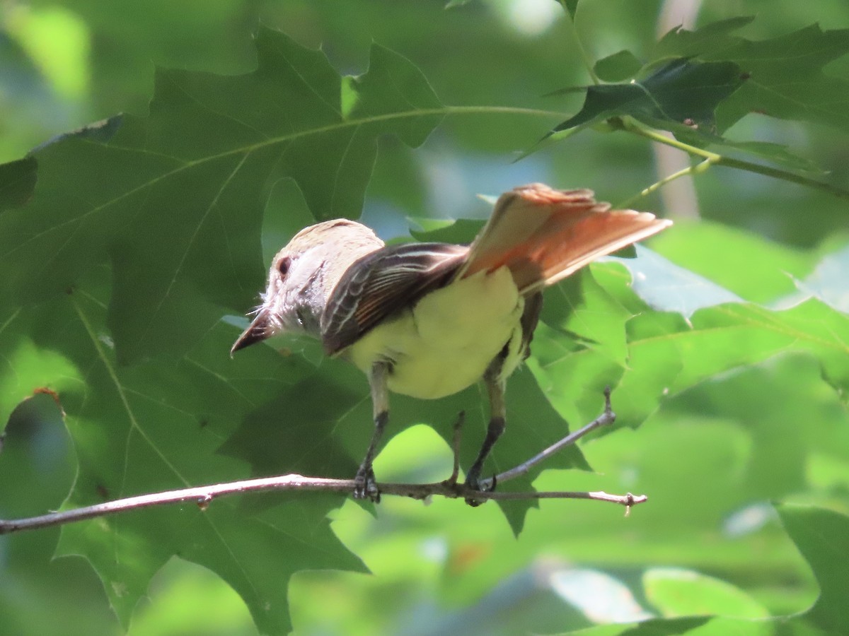 Great Crested Flycatcher - ML621540967