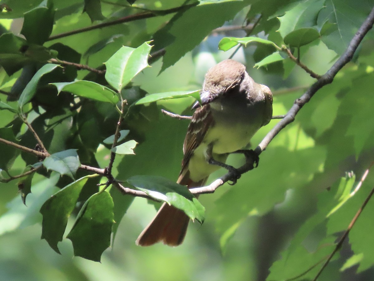 Great Crested Flycatcher - ML621540987