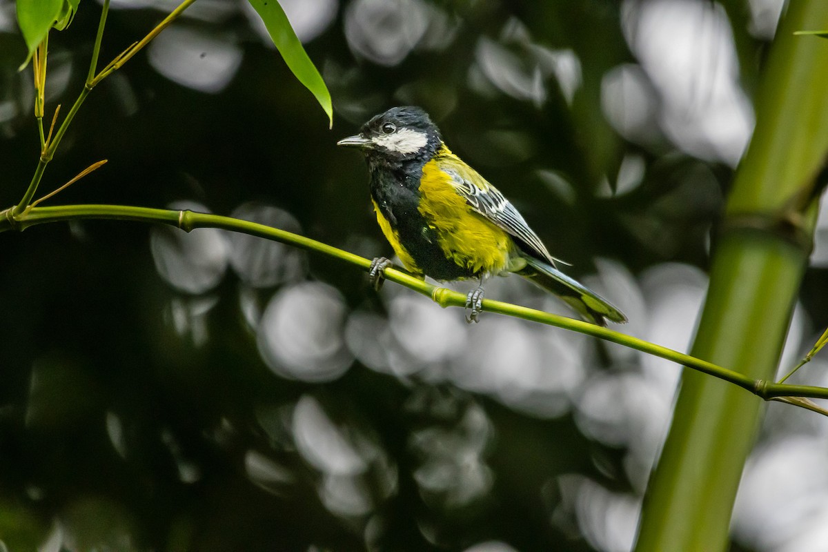 Green-backed Tit - ML621540996