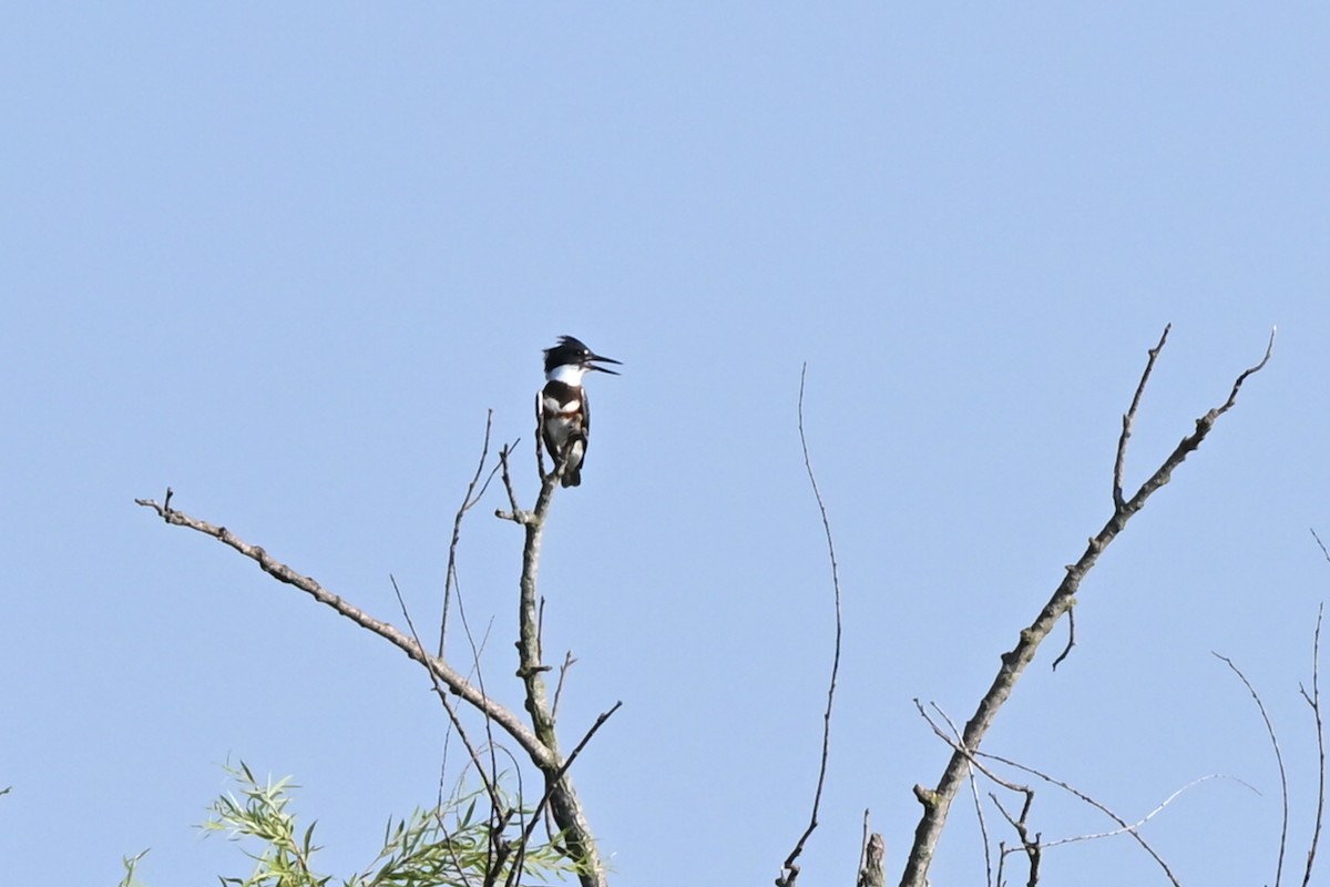 Belted Kingfisher - ML621541007