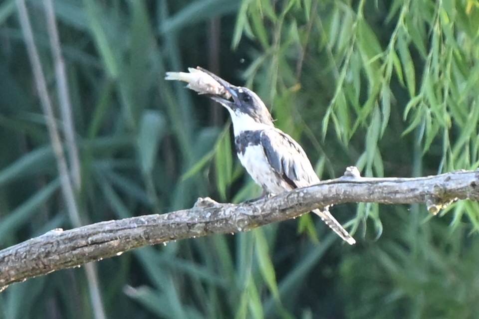 Belted Kingfisher - ML621541008