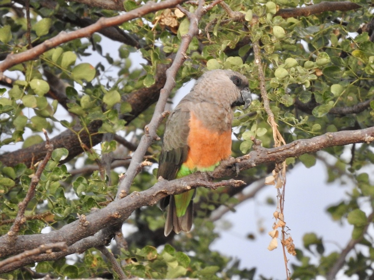 Kırmızı Karınlı Senegal Papağanı - ML621541118