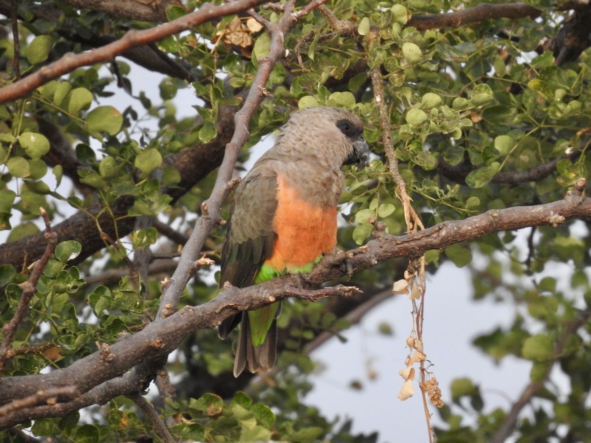 Kırmızı Karınlı Senegal Papağanı - ML621541119