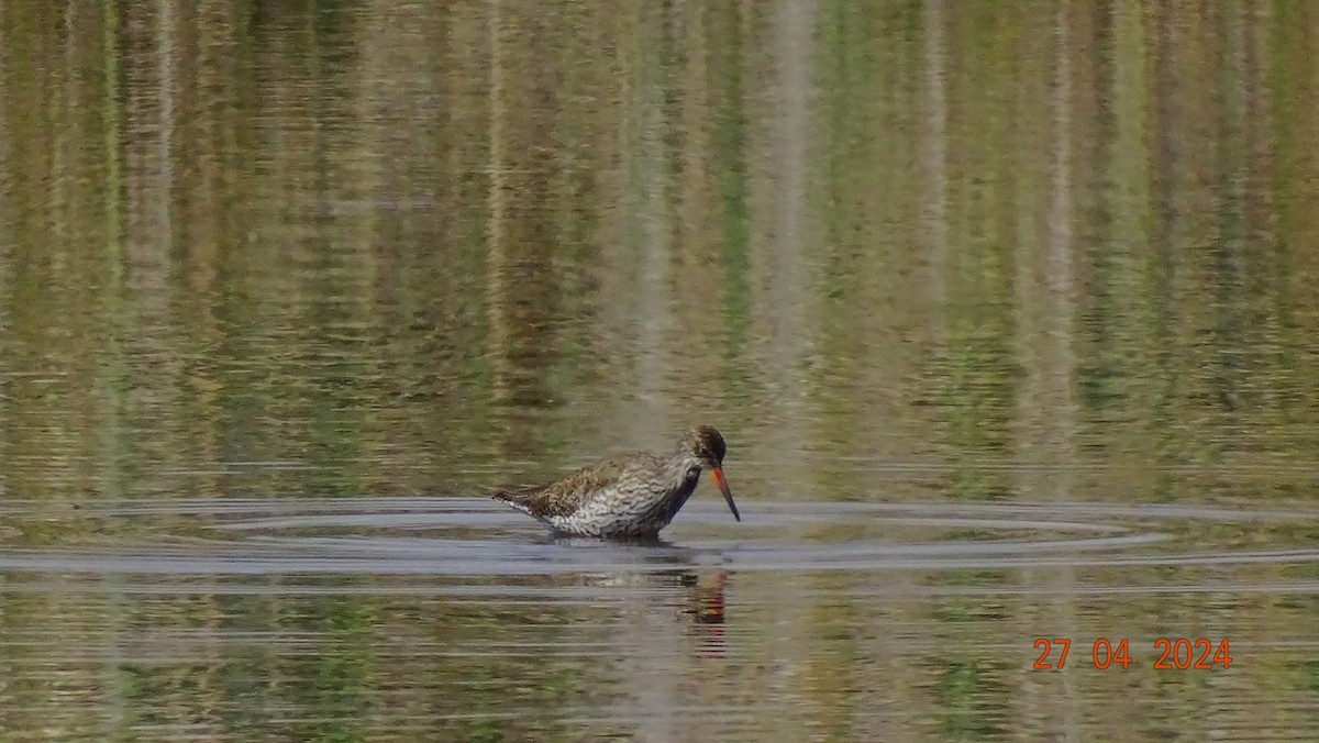 Common Redshank - ML621541195