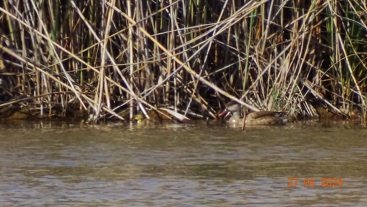 Red-crested Pochard - ML621541213