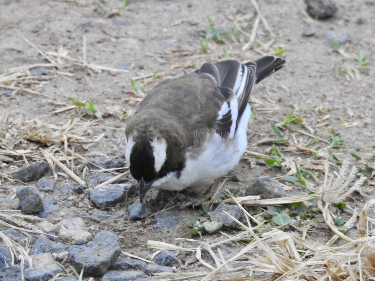 White-browed Sparrow-Weaver - ML621541216