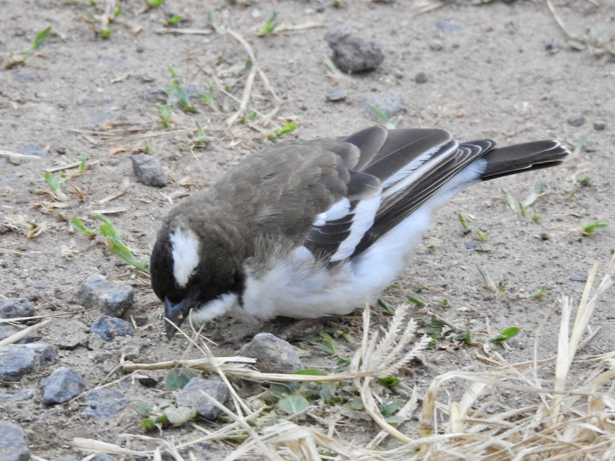 White-browed Sparrow-Weaver - ML621541217