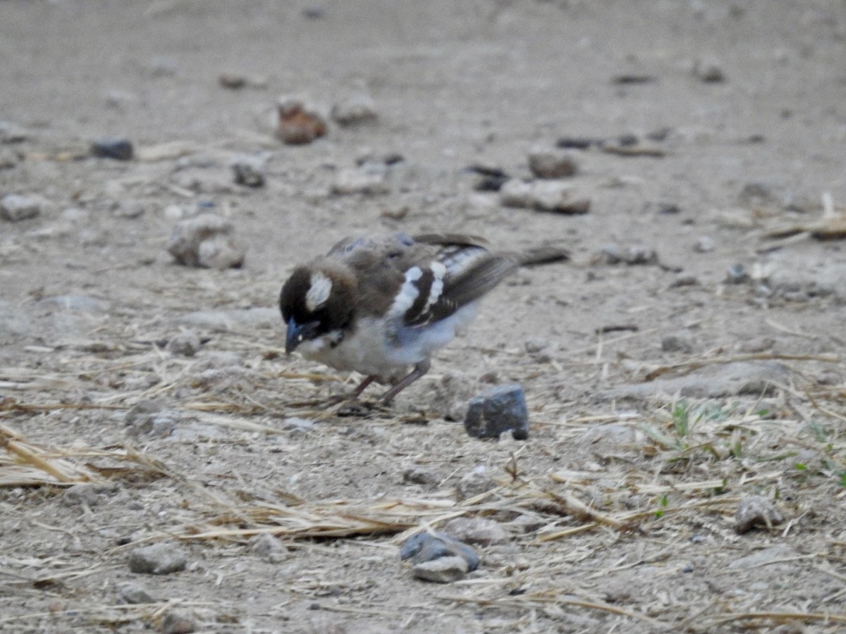 White-browed Sparrow-Weaver - ML621541219