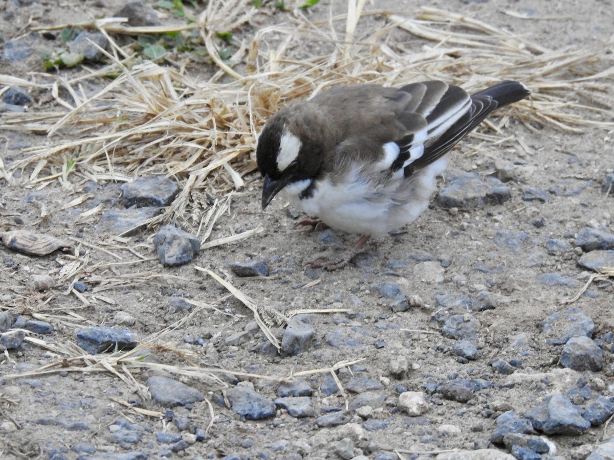 White-browed Sparrow-Weaver - ML621541221