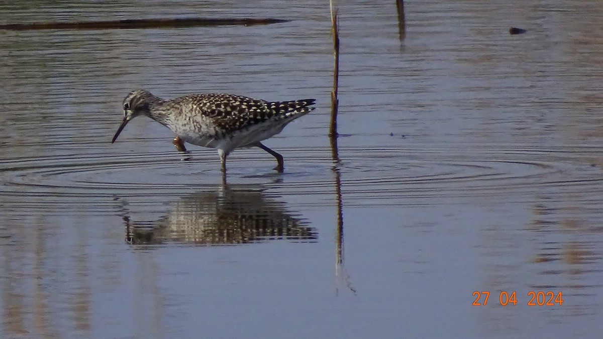 Wood Sandpiper - ML621541228