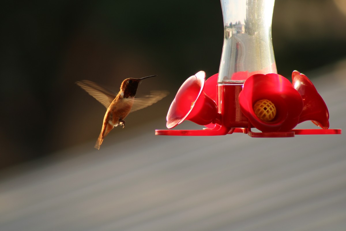 Kızıl Sırtlı Kolibri - ML621541297