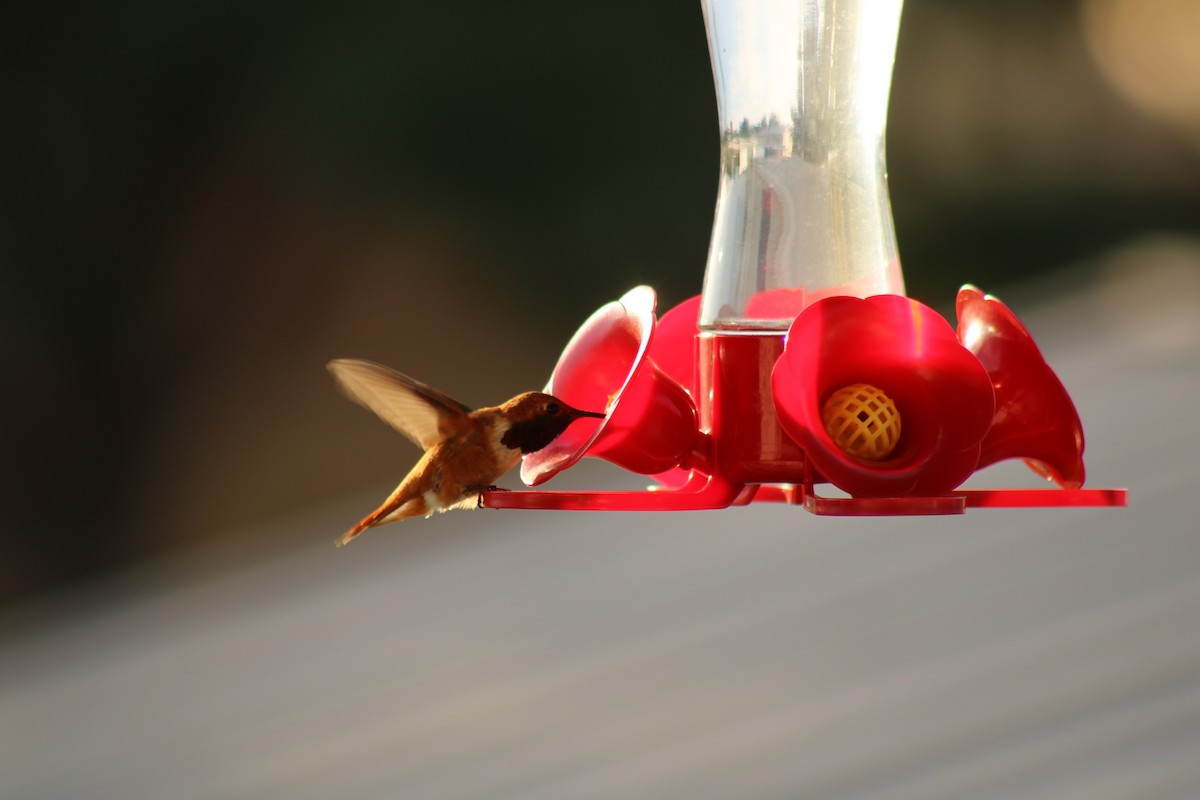 Kızıl Sırtlı Kolibri - ML621541298