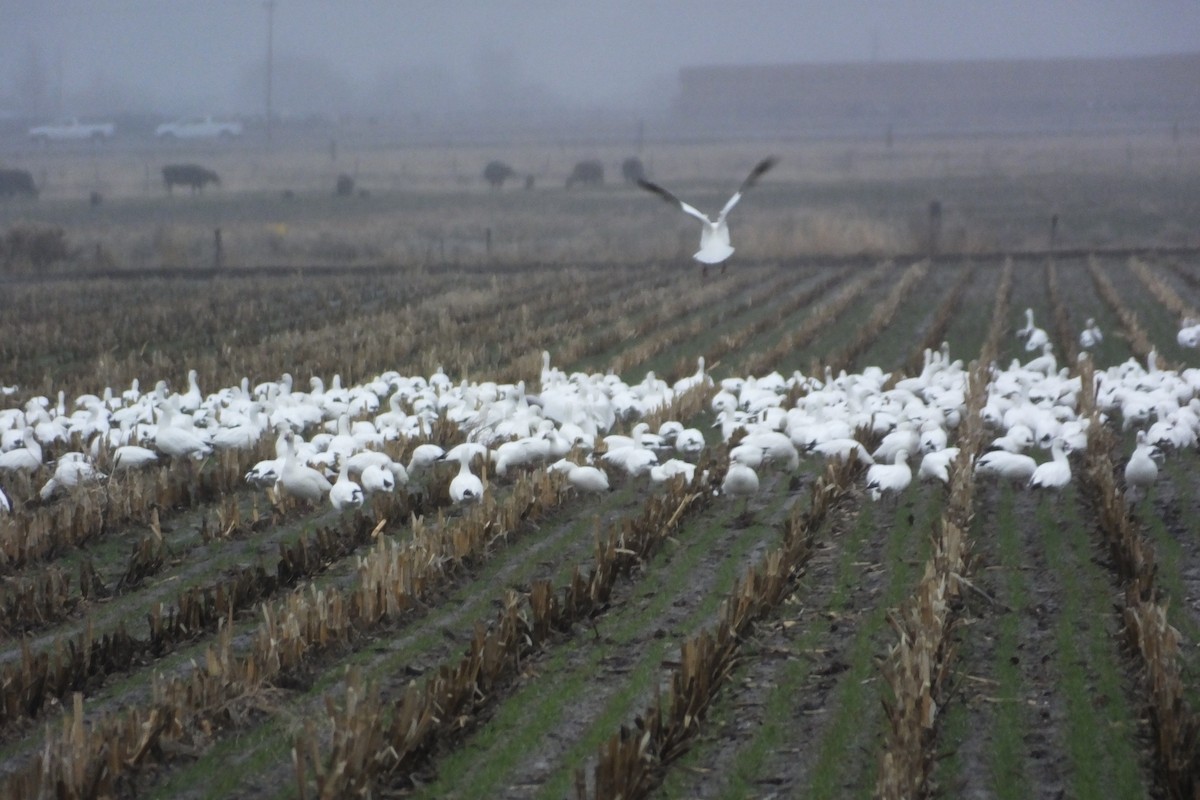 Snow Goose - Dave Hanscom