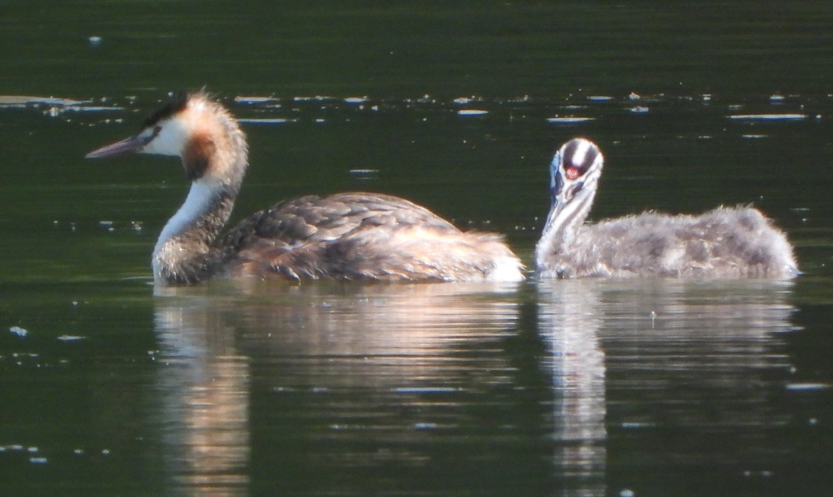 Great Crested Grebe - ML621541354
