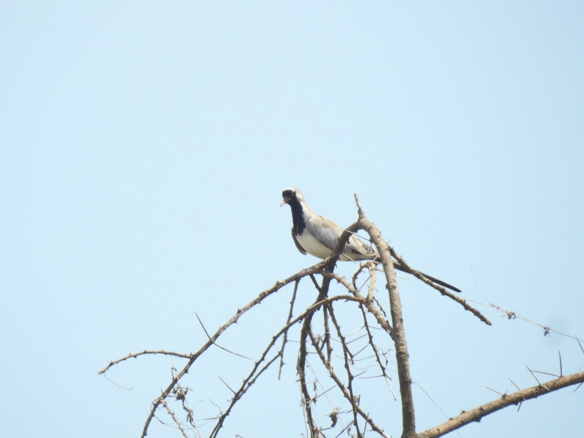 Namaqua Dove - ML621541362