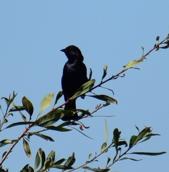 Austral Blackbird - ML621541365