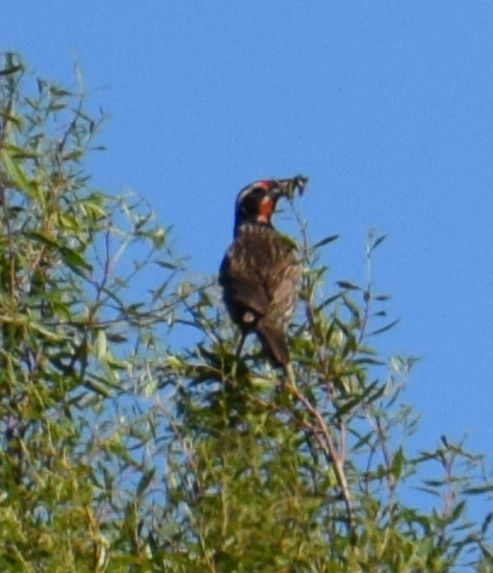 Long-tailed Meadowlark - ML621541366