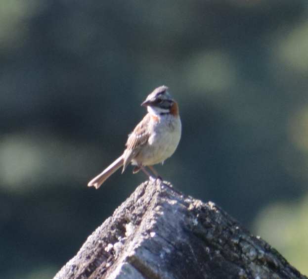 Rufous-collared Sparrow - ML621541369