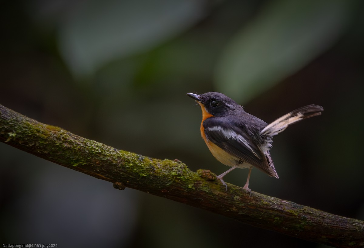 Rufous-chested Flycatcher - ML621541409