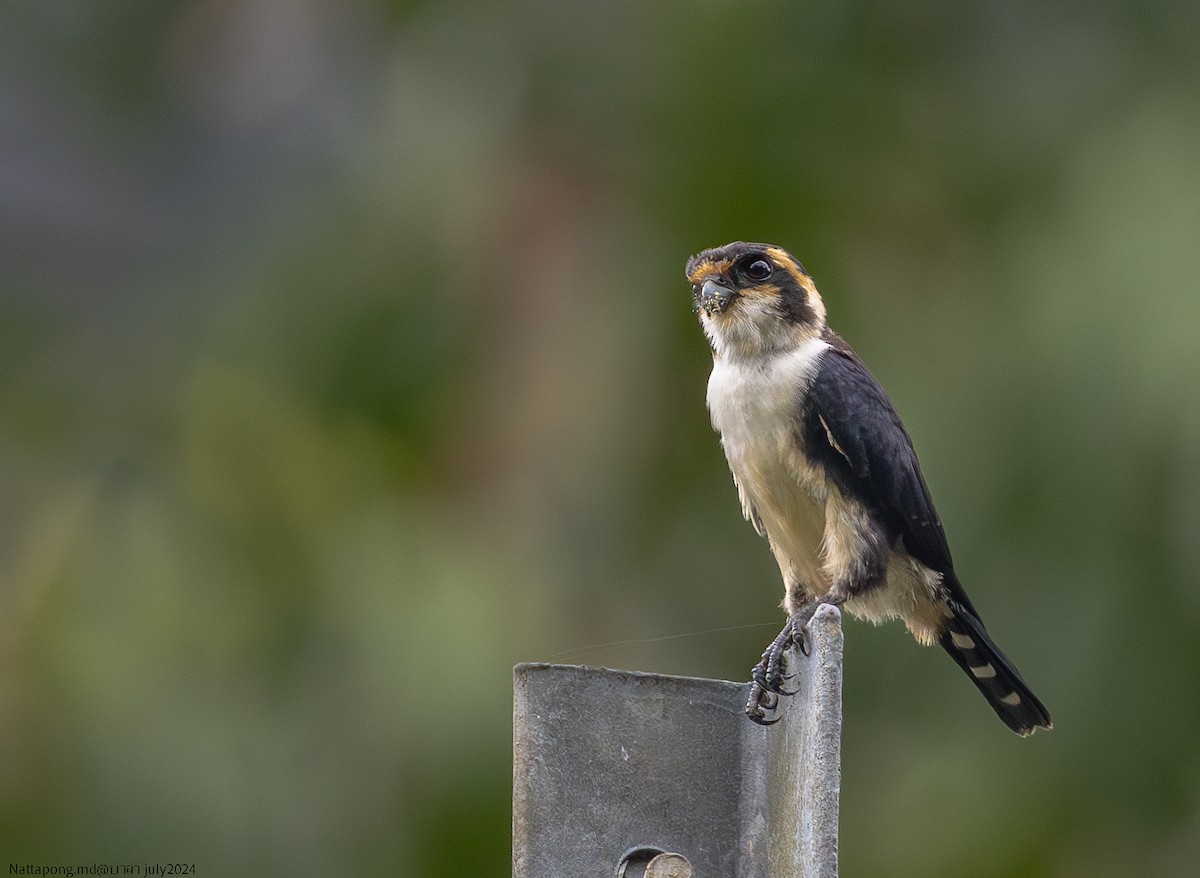 Black-thighed Falconet - ML621541432