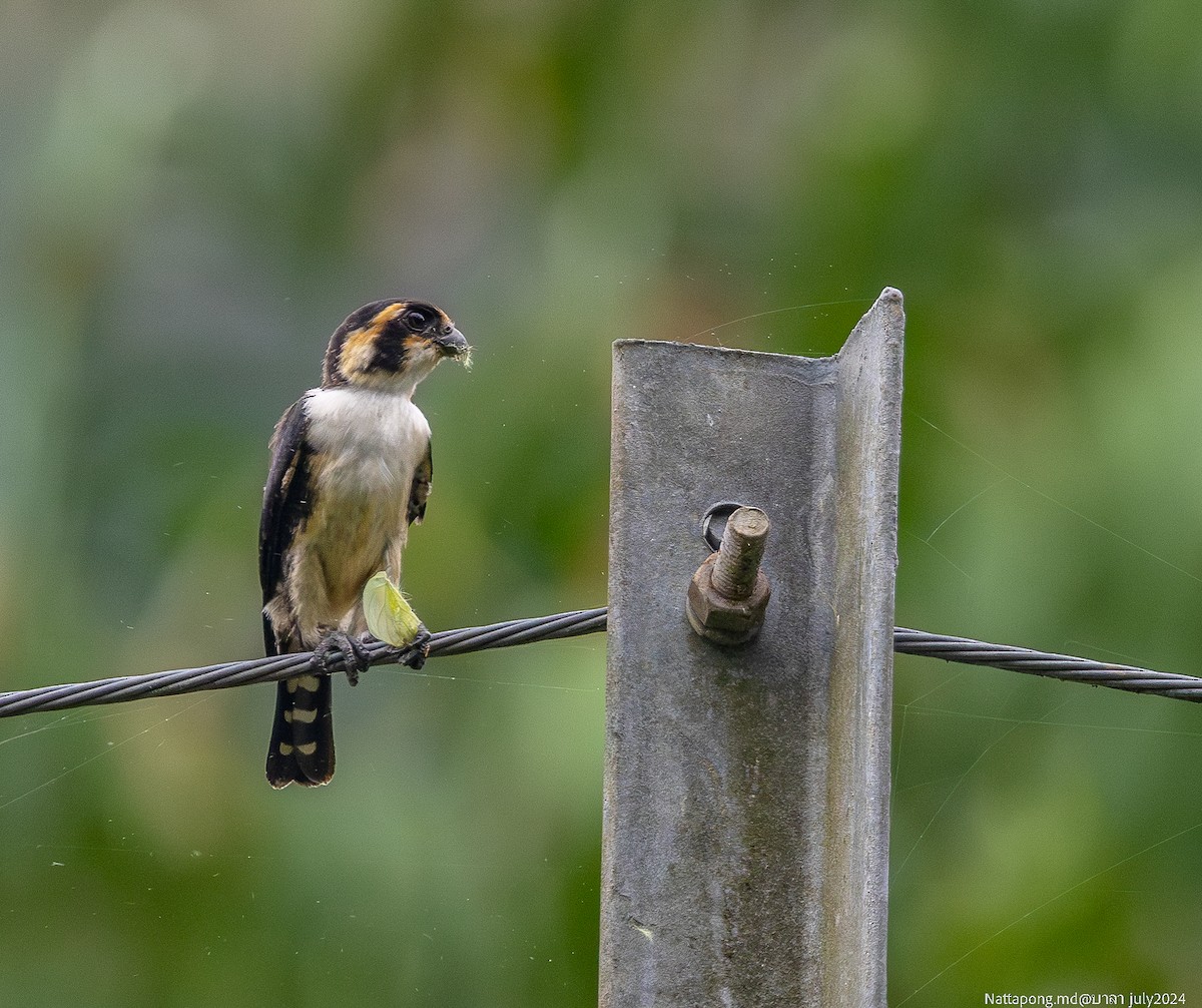 Black-thighed Falconet - ML621541433