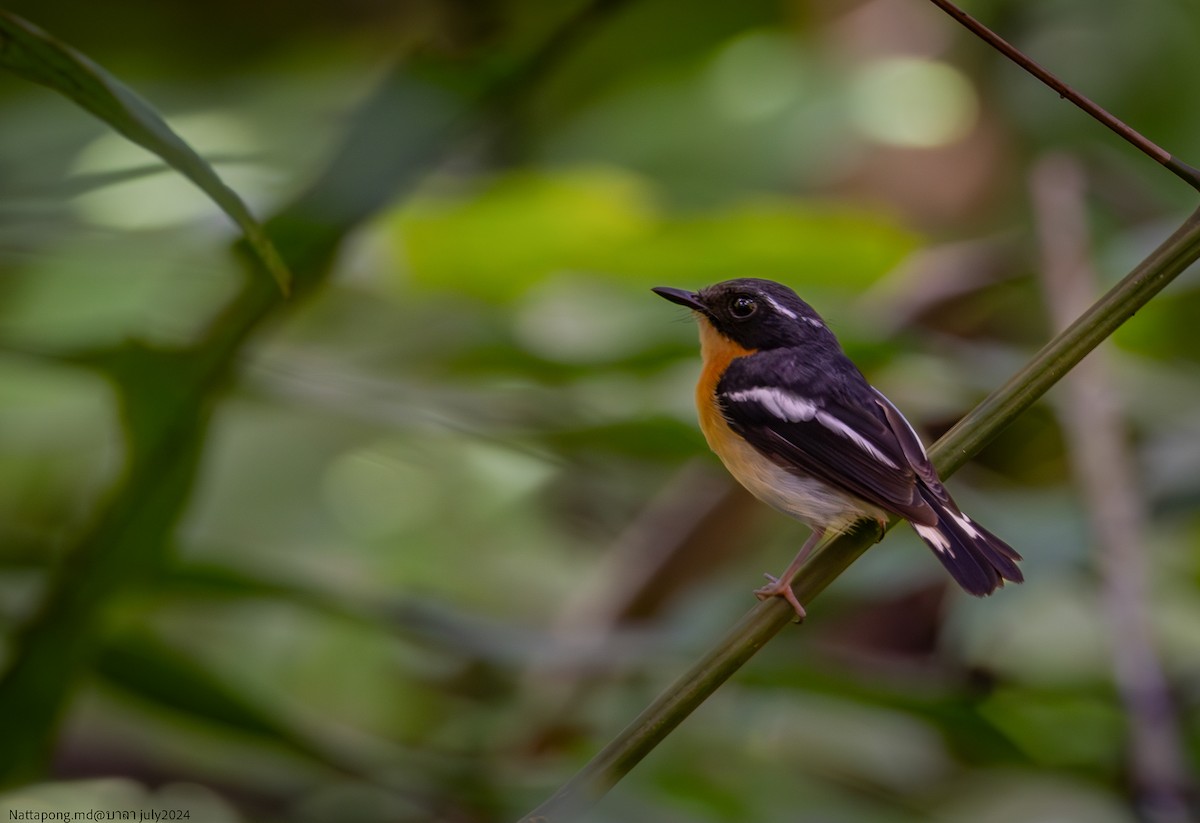 Rufous-chested Flycatcher - ML621541495