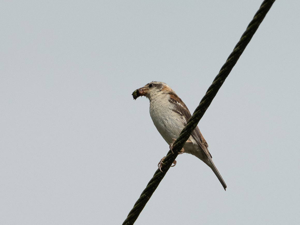 Russet Sparrow - ML621541546