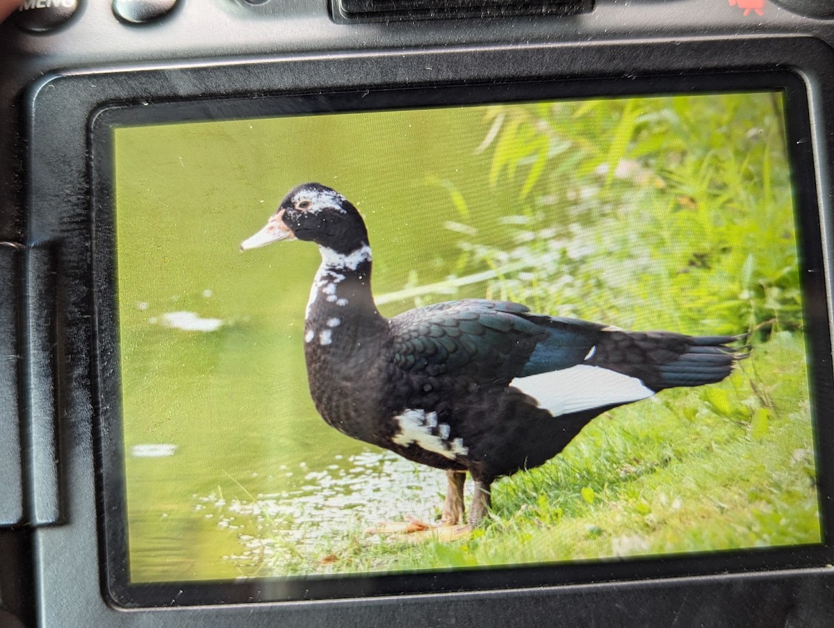 Muscovy Duck (Domestic type) - Jennifer Ambrose