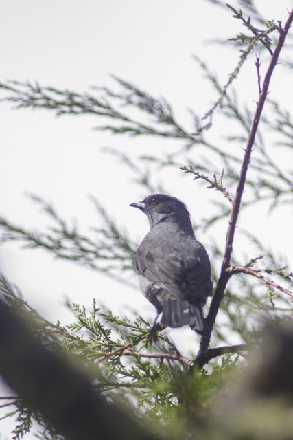 Cotinga à huppe rouge - ML621541620