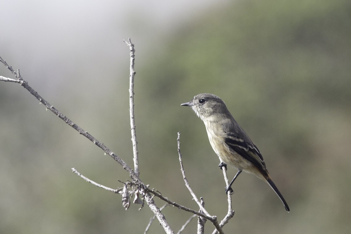 White-winged Black-Tyrant - ML621541625