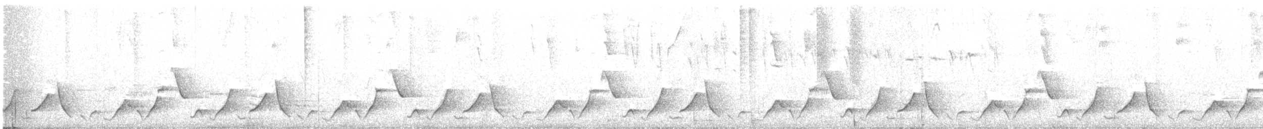 アカオマユミソサザイ（euophrys グループ） - ML621541711