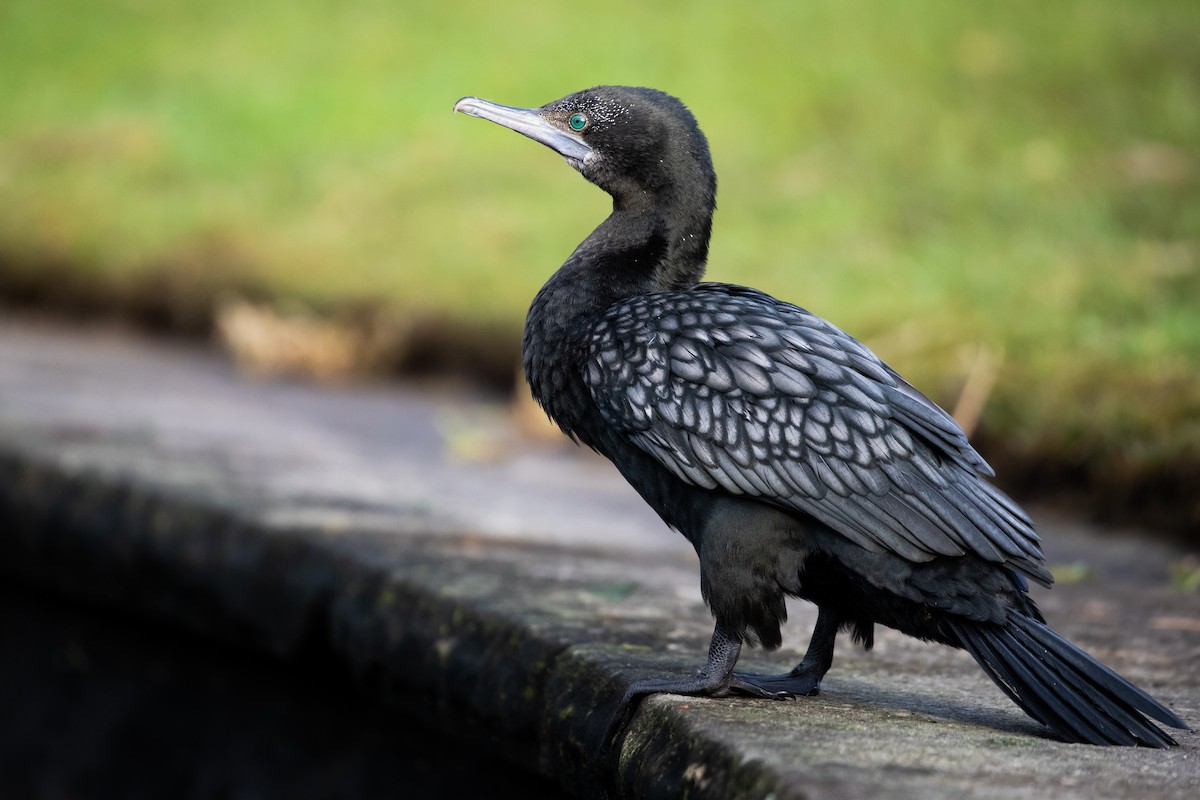 Little Black Cormorant - ML621541773