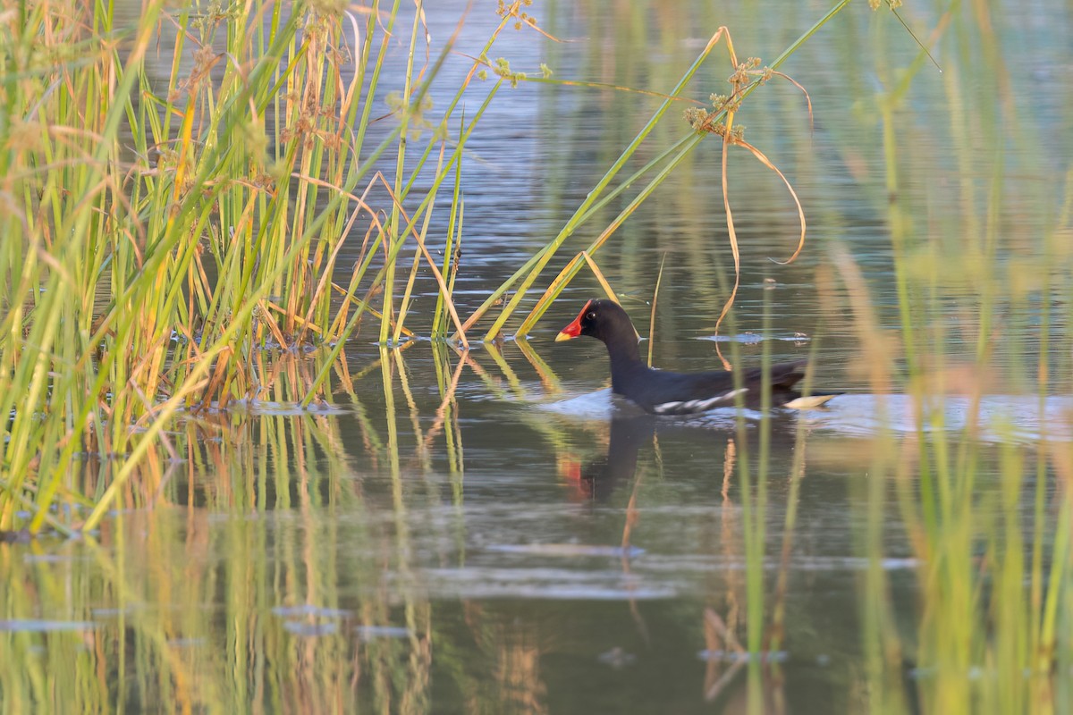 Eurasian Moorhen - ML621541784