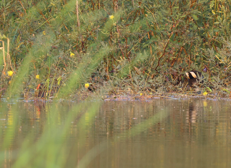 Eurasian Moorhen - ML621541798