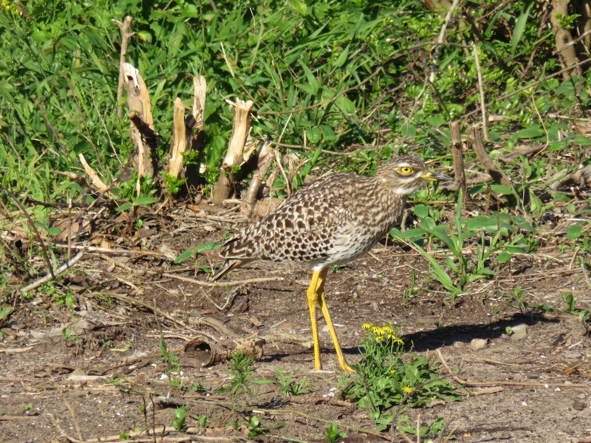 Spotted Thick-knee - ML621541843