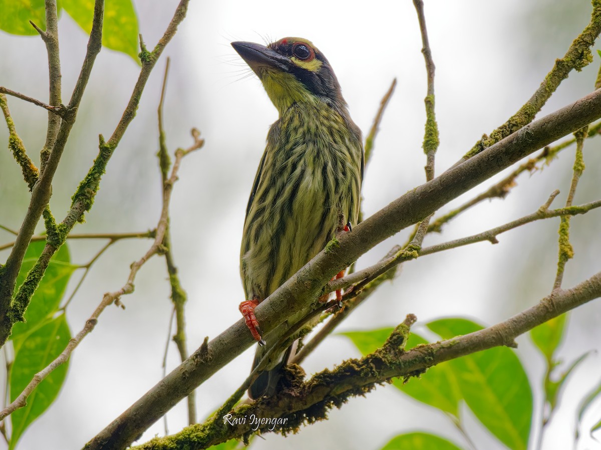 Coppersmith Barbet - ML621541857