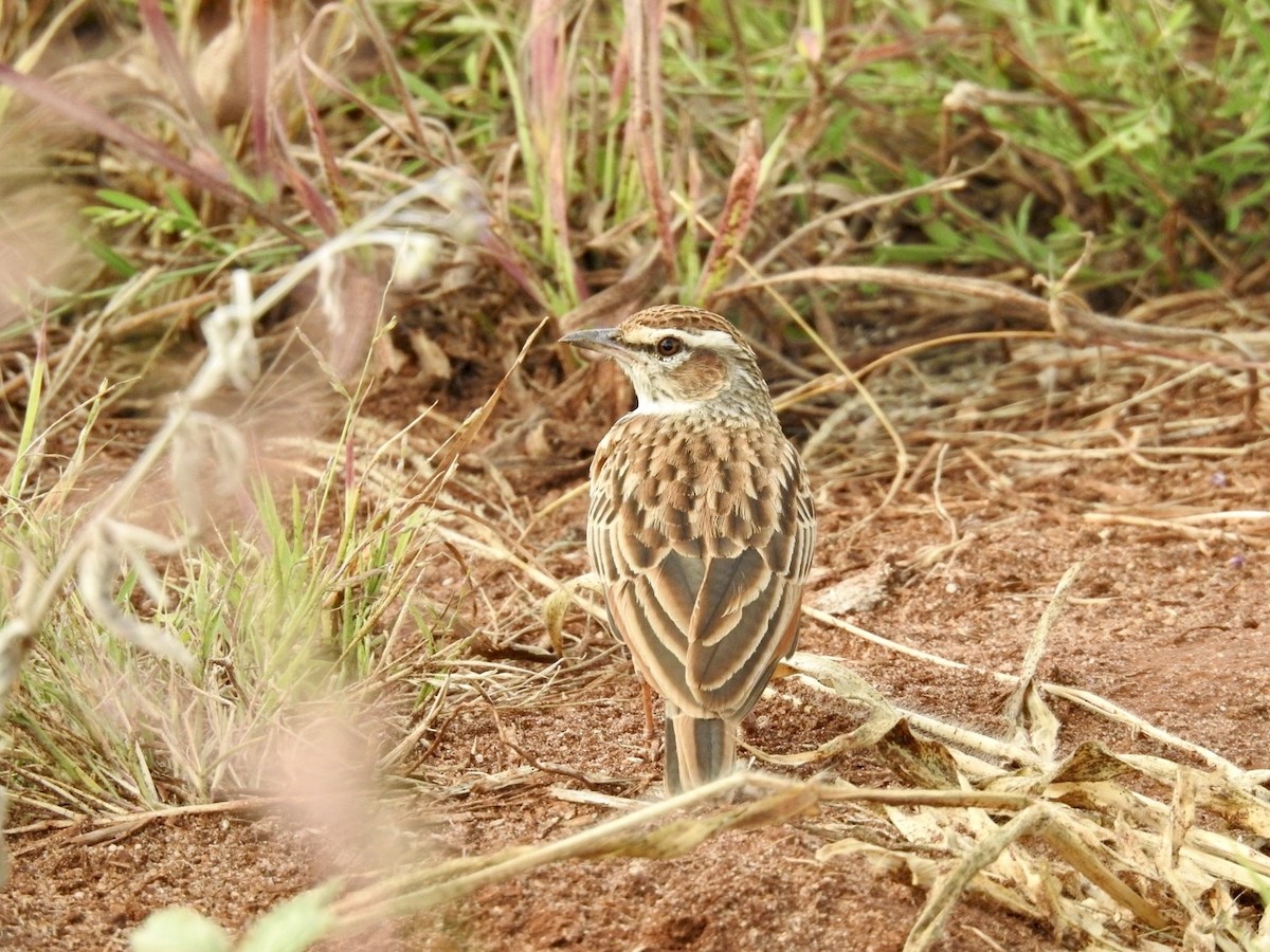 Fawn-colored Lark (Foxy) - ML621541942