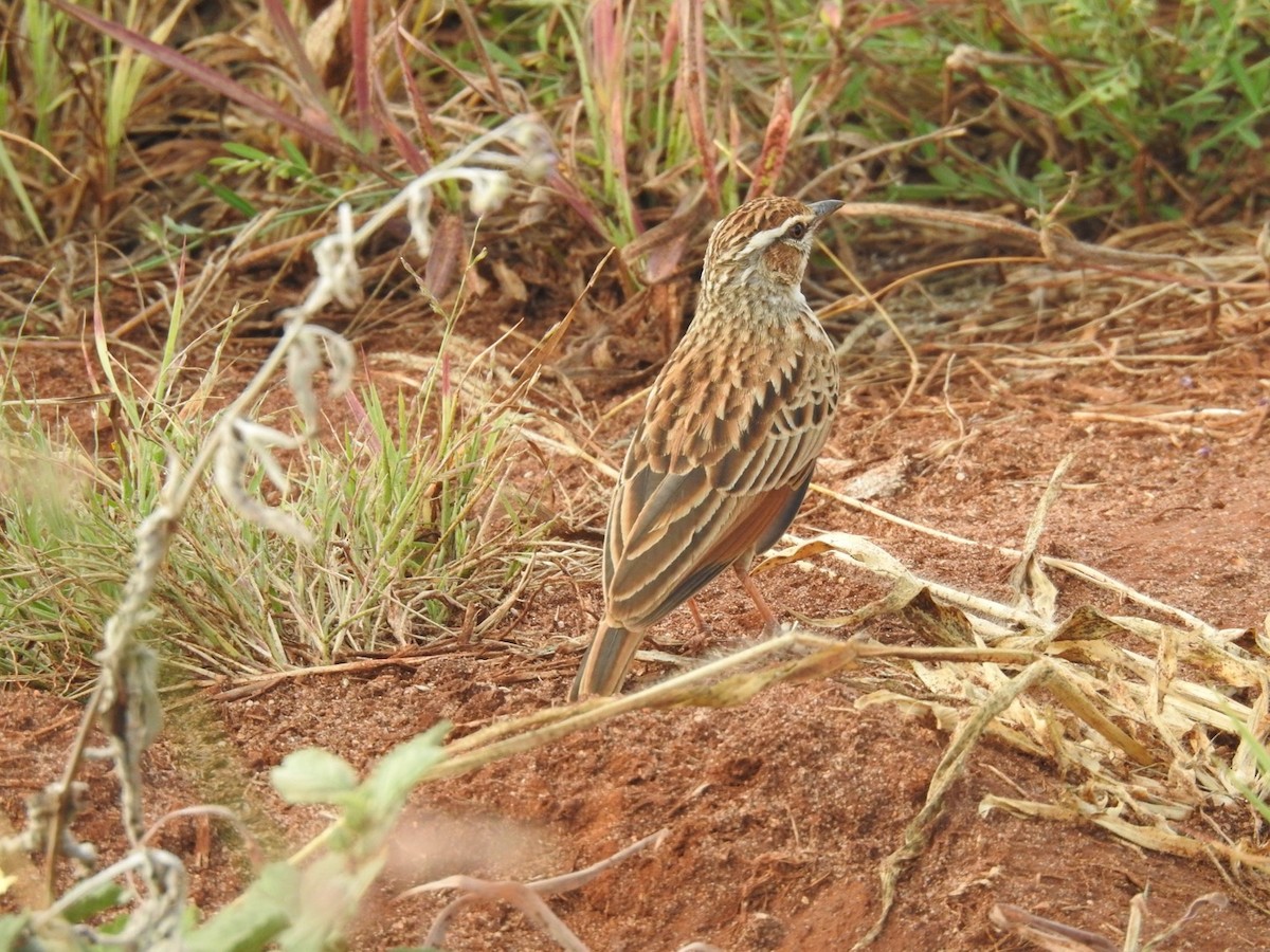 Fawn-colored Lark (Foxy) - ML621541944