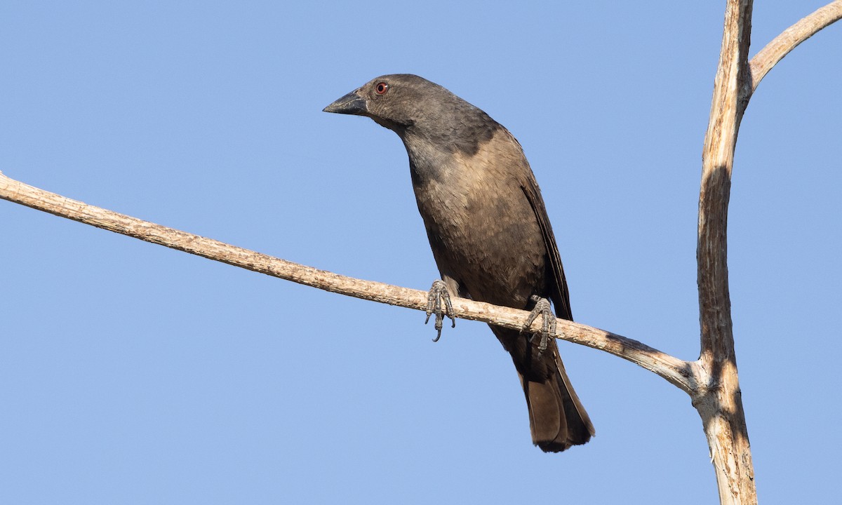 Bronzed Cowbird - ML621542073