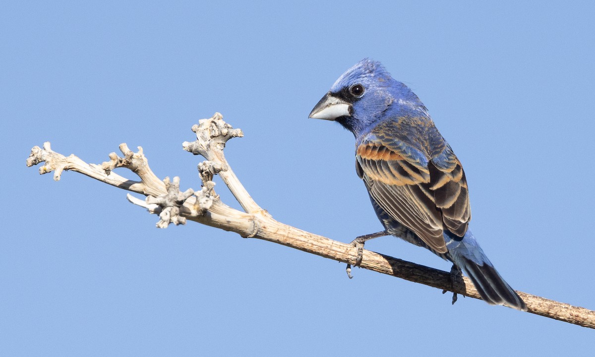 Blue Grosbeak - ML621542090