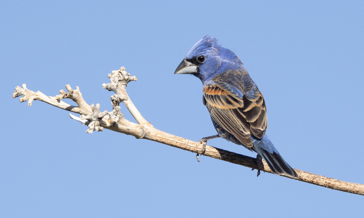 Blue Grosbeak - ML621542091