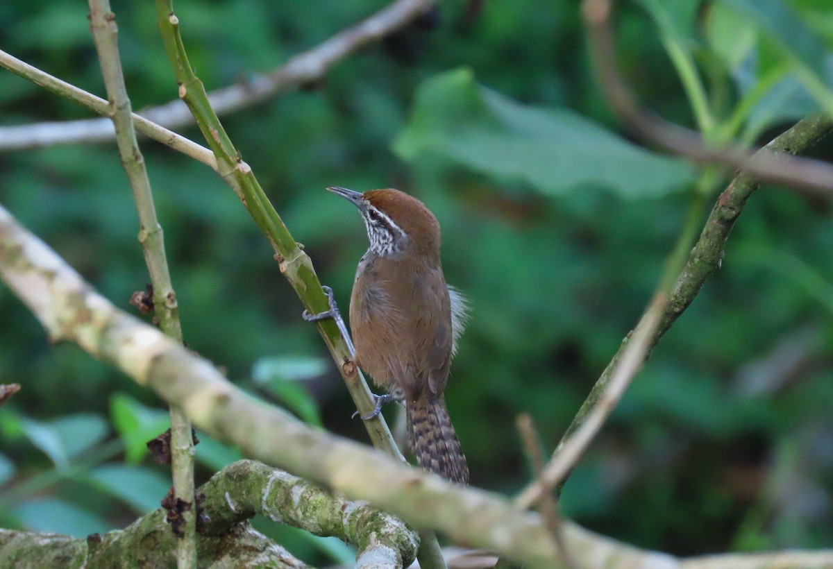 Spot-breasted Wren - ML621542096