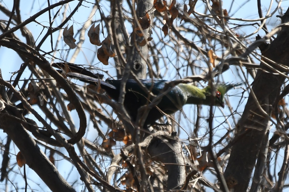 Schalow's Turaco - ML621542097