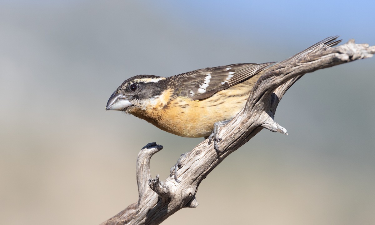 Black-headed Grosbeak - ML621542104