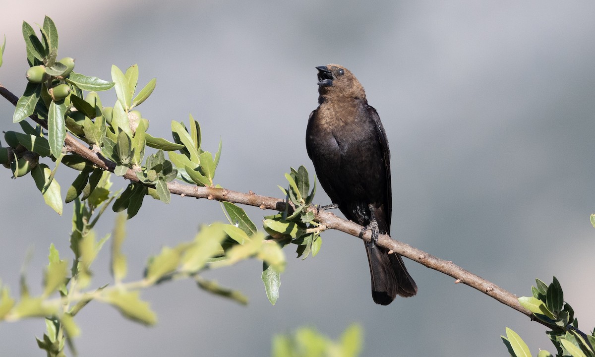 Brown-headed Cowbird - ML621542115